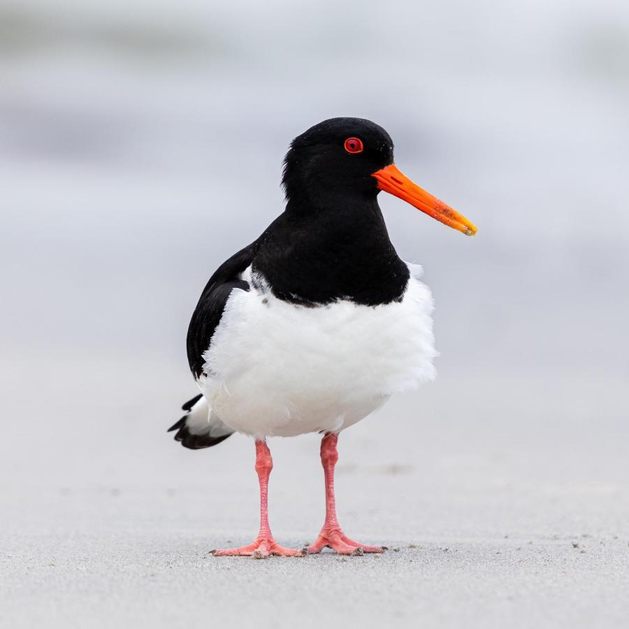 The Oystercatcher At The Bay, Filey Εξωτερικό φωτογραφία